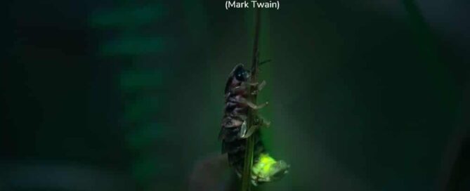 Ein weibliches Glühwürmchen sitzt im Dunklen auf einer Pflanze und leuchtet