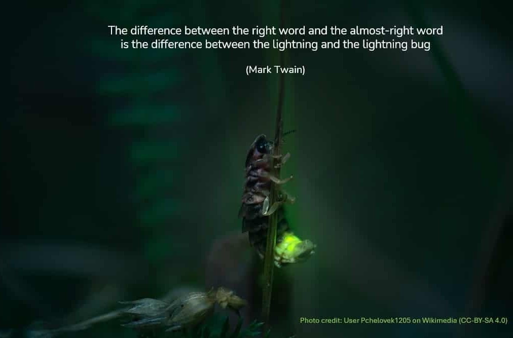 Ein weibliches Glühwürmchen sitzt im Dunklen auf einer Pflanze und leuchtet